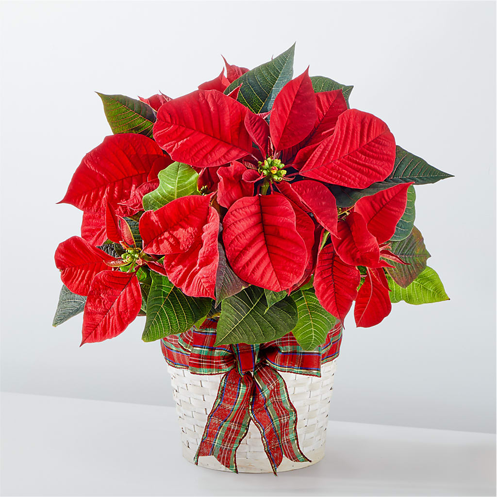Happiest Holidays Poinsettia – The Flower Boutique, Gettysburg PA