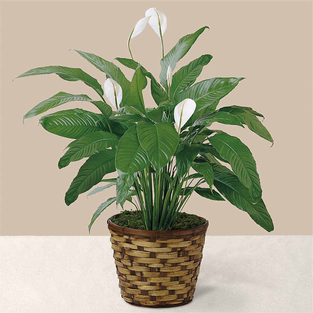 Tranquil Moments Peace Lily Plant – The Flower Boutique, Gettysburg PA