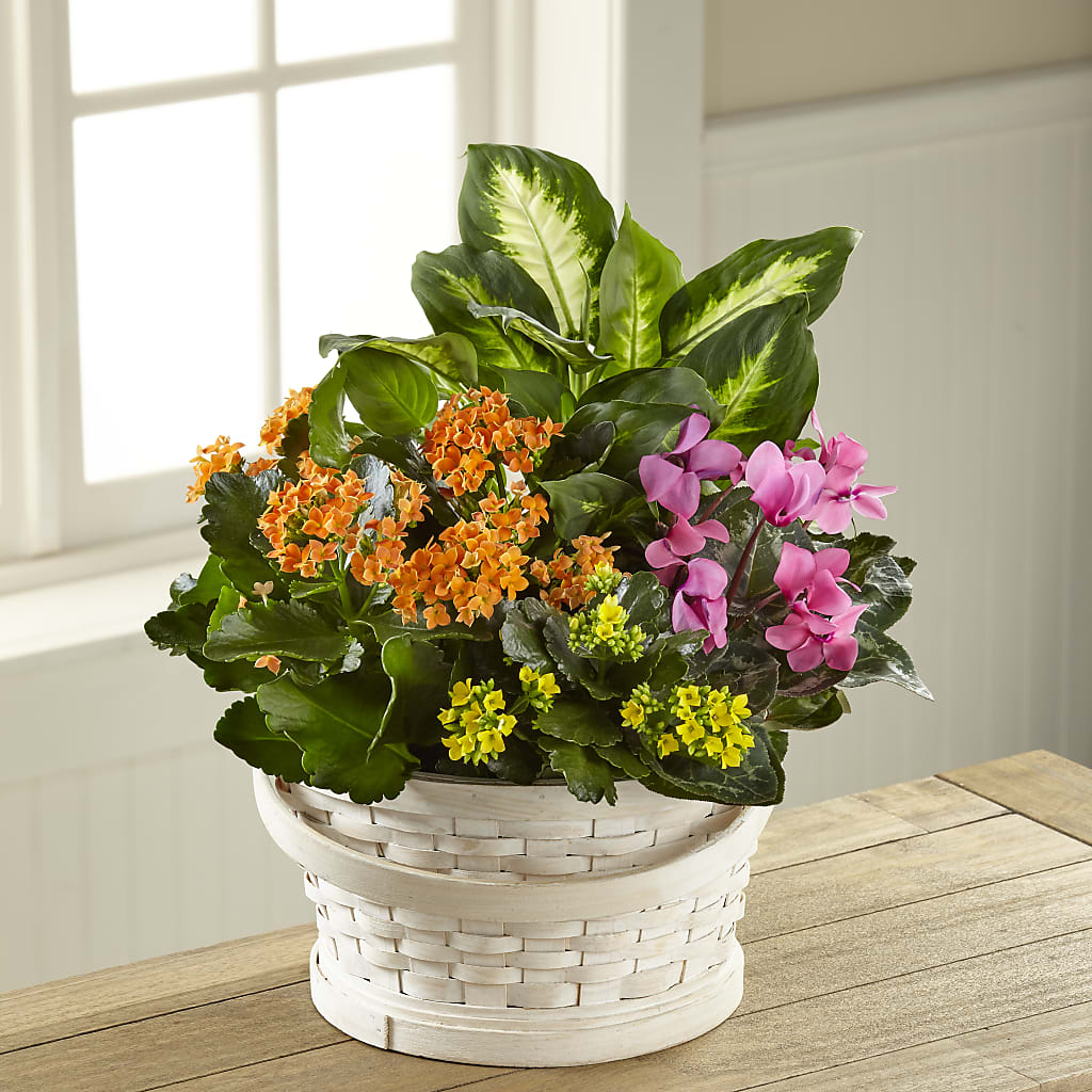 Color Crush Dishgarden – The Flower Boutique, Gettysburg PA