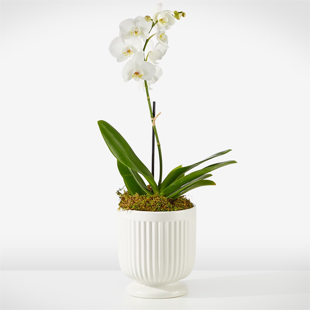 Whispering White Orchid – The Flower Boutique, Gettysburg PA