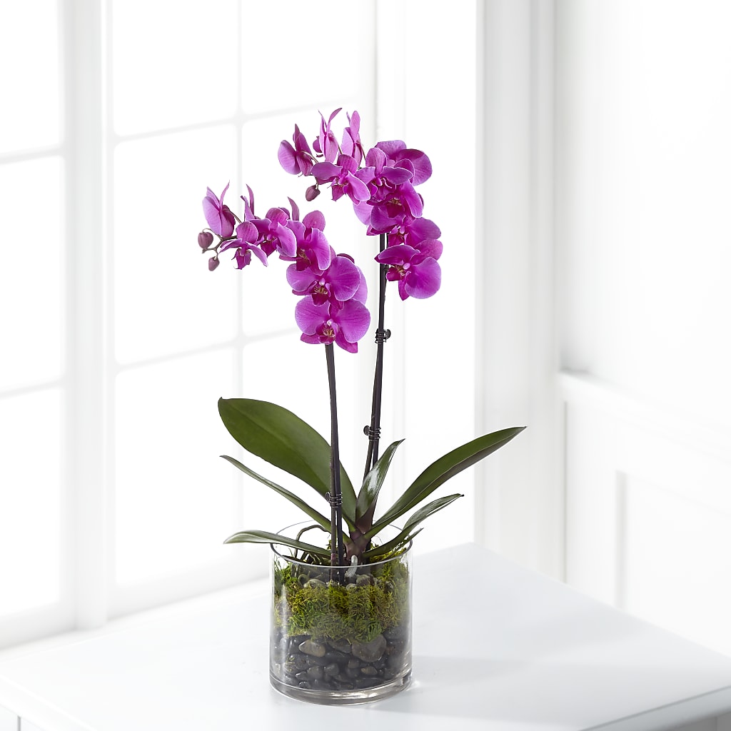 Pink Orchid Plant – The Flower Boutique, Gettysburg PA