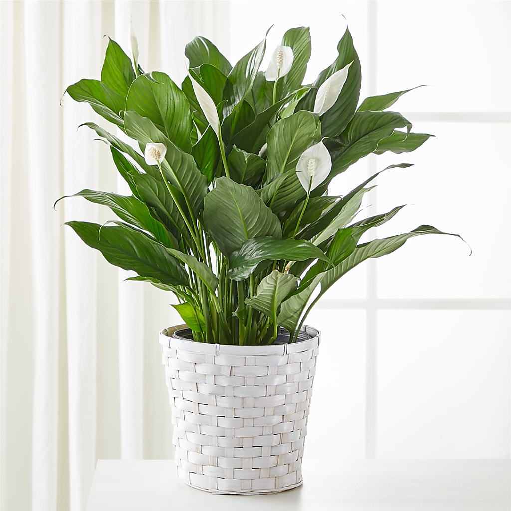 A New Leaf Peace Lily – The Flower Boutique, Gettysburg PA