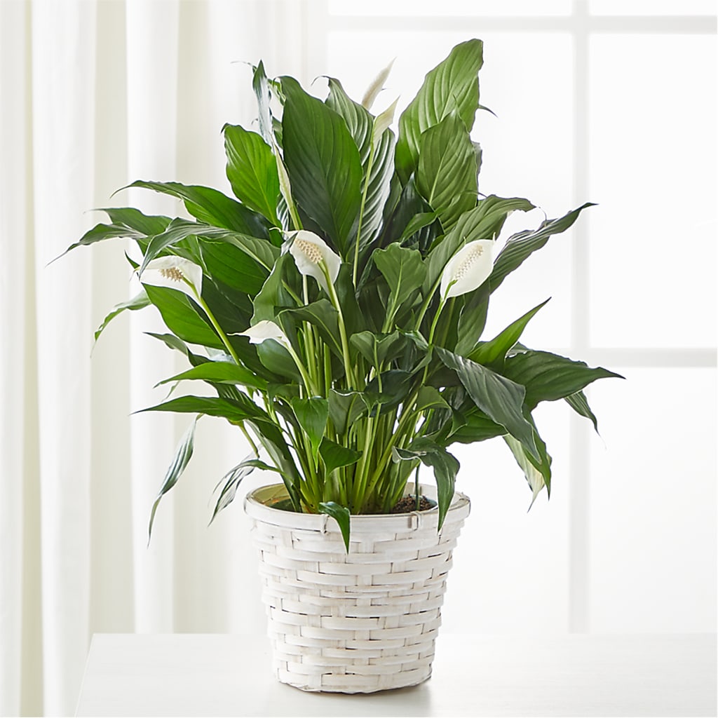 A New Leaf Peace Lily – The Flower Boutique, Gettysburg PA