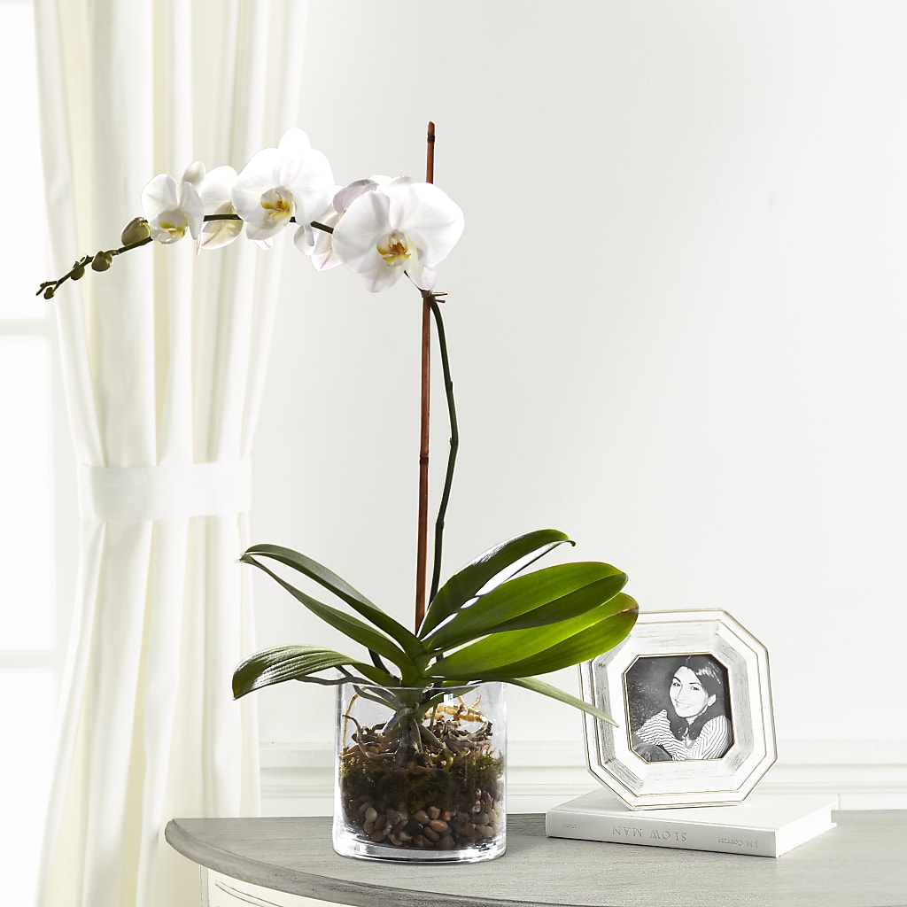 White Orchid Planter – The Flower Boutique, Gettysburg PA