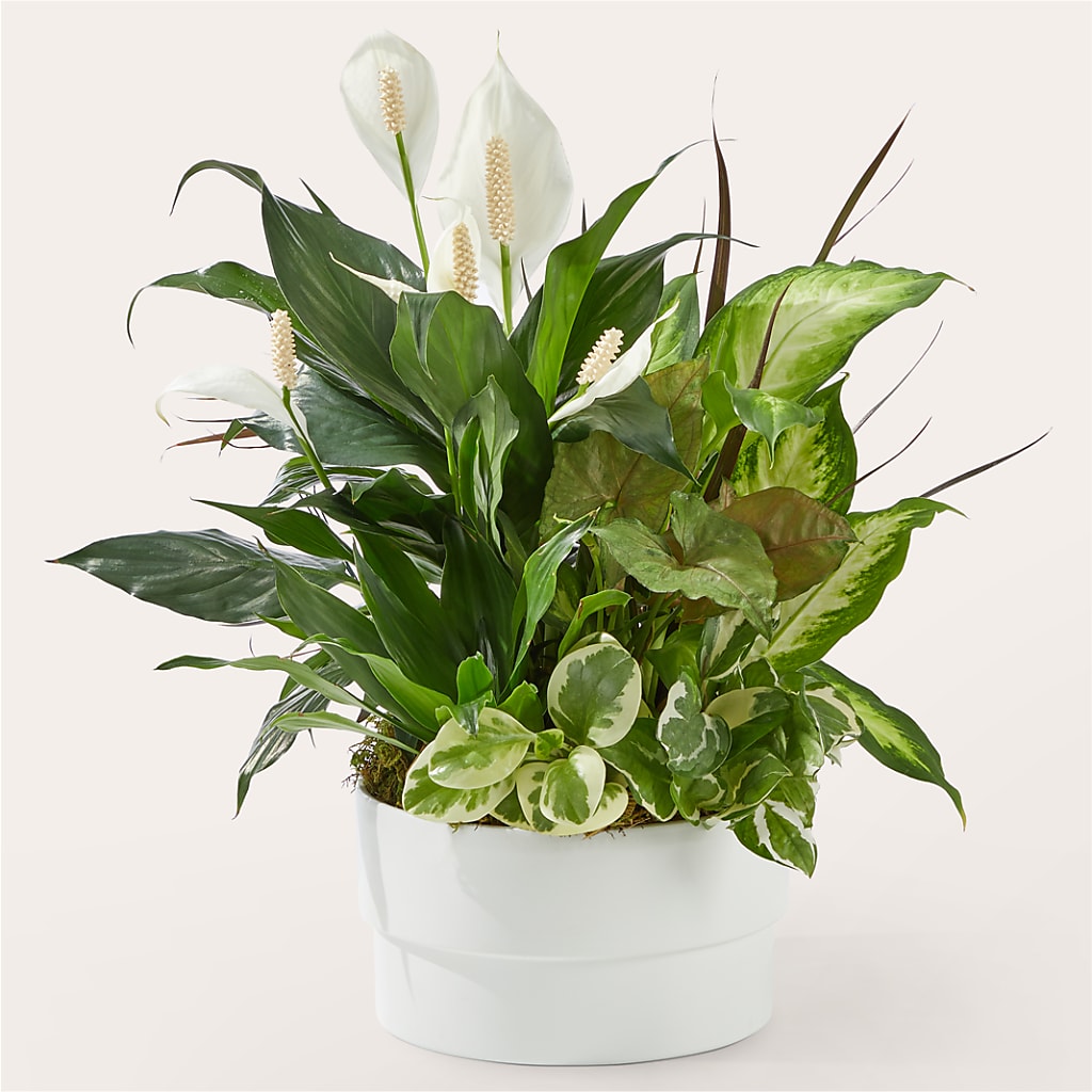 Radiating Positivity Dishgarden – The Flower Boutique, Gettysburg PA