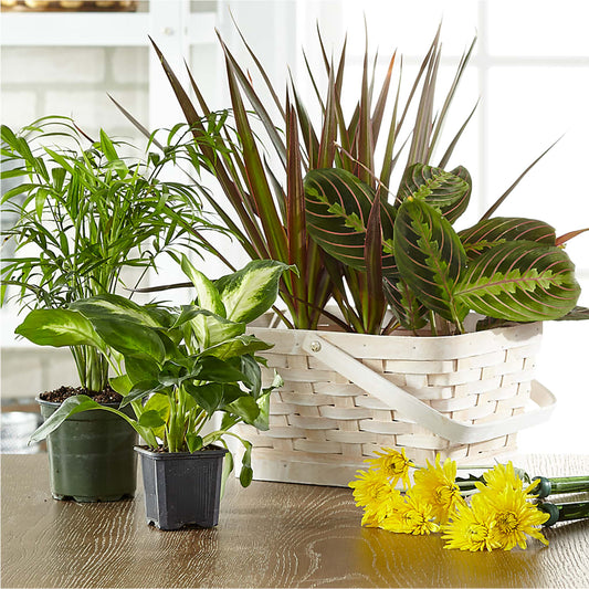 Florist Designed Blooming and Green Plants in a Basket –  The Flower Boutique, Gettysburg PA
