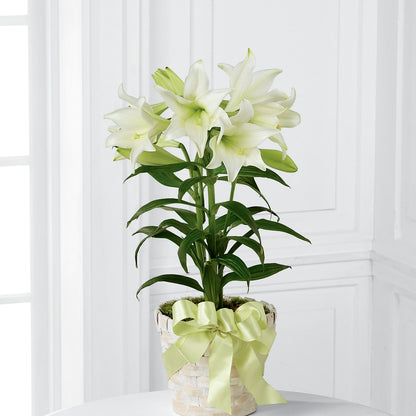 Easter Lily Plant –  The Flower Boutique, Gettysburg PA