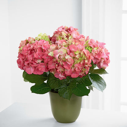 Pink Hydrangea Planter –  The Flower Boutique, Gettysburg PA
