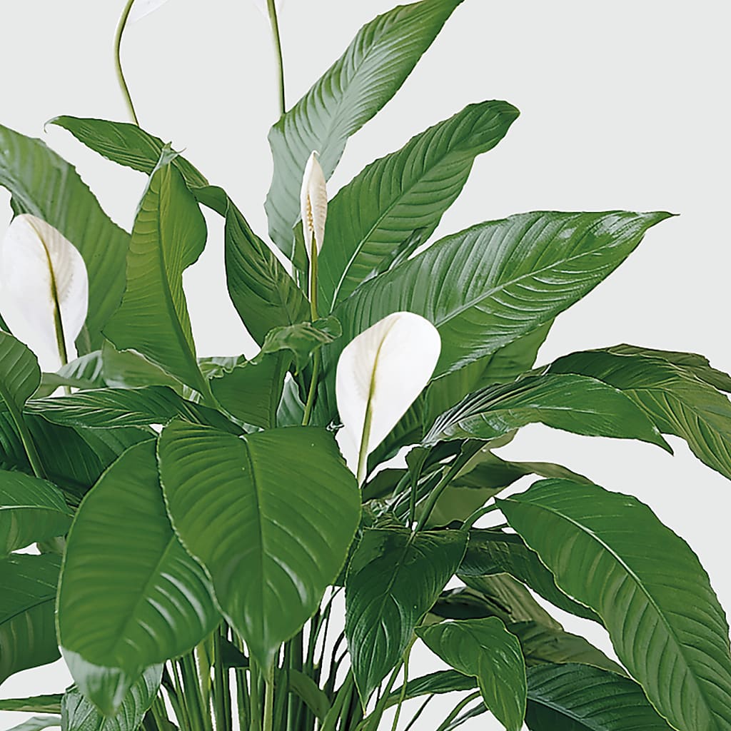 Tranquil Moments Peace Lily Plant –  The Flower Boutique, Gettysburg PA