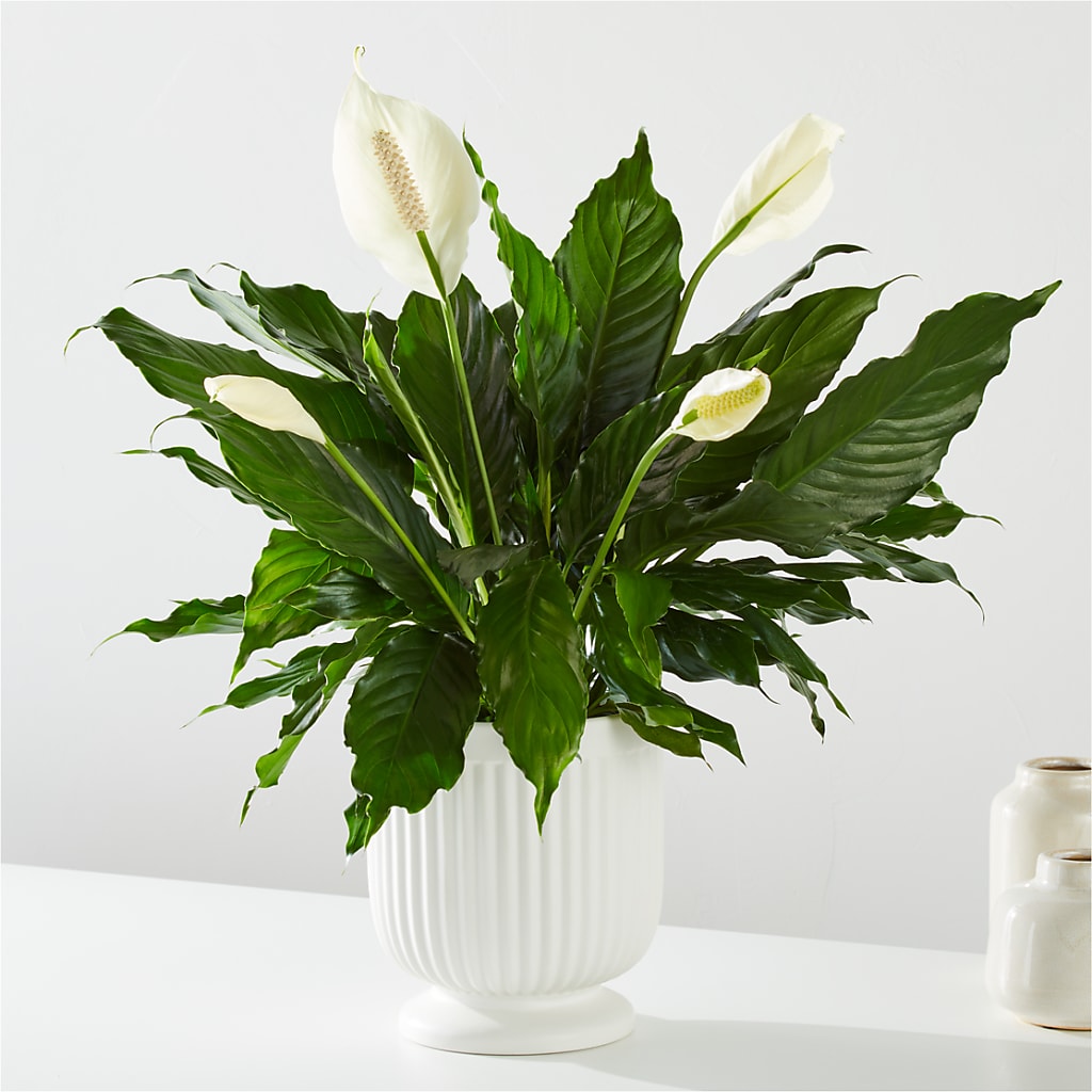 Comfort Planter –  The Flower Boutique, Gettysburg PA