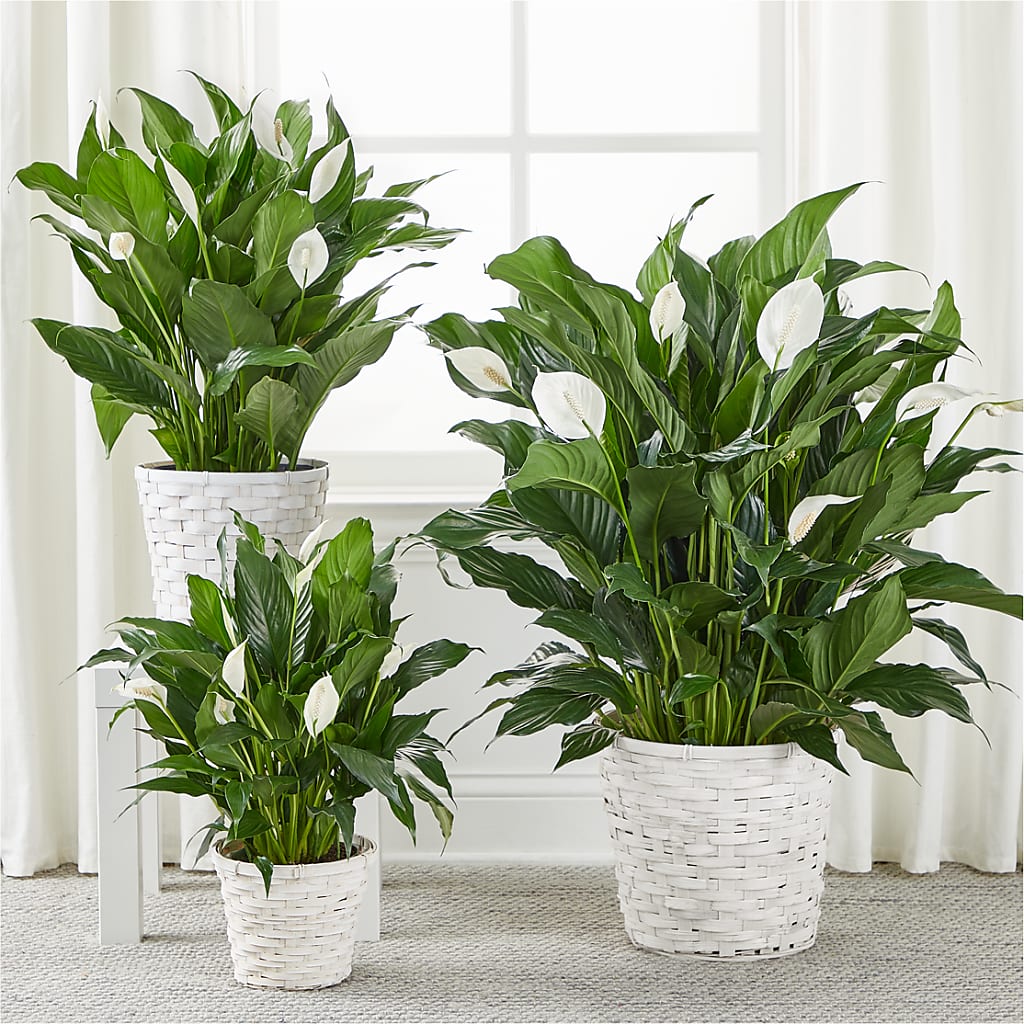 A New Leaf Peace Lily –  The Flower Boutique, Gettysburg PA