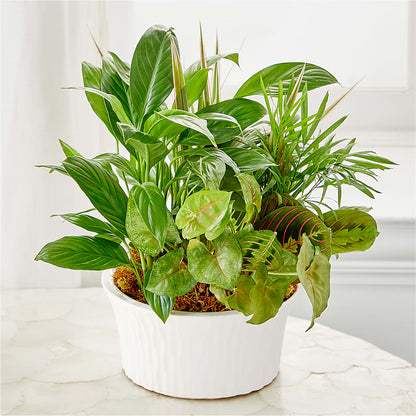 Balance & Harmony Dishgarden –  The Flower Boutique, Gettysburg PA