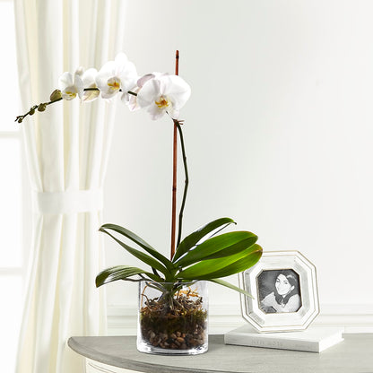 White Orchid Planter –  The Flower Boutique, Gettysburg PA